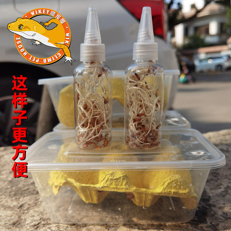 樱桃红蟑螂活体饲料盒装瓶装方便简单适合新手守宫食物爬宠鸣虫