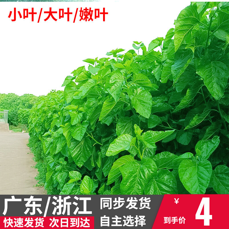 桑叶新鲜蚕宝宝鲜嫩学生养蚕现摘桑蚕食物蚕卵活蚕嫩叶大叶批斤包