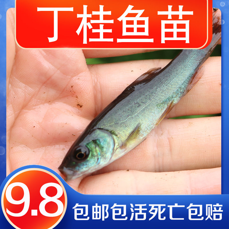 丁桂鱼苗四川本地附近鱼塘淡水养殖食用鱼欧洲丁鱥须鱼岁易养耐活