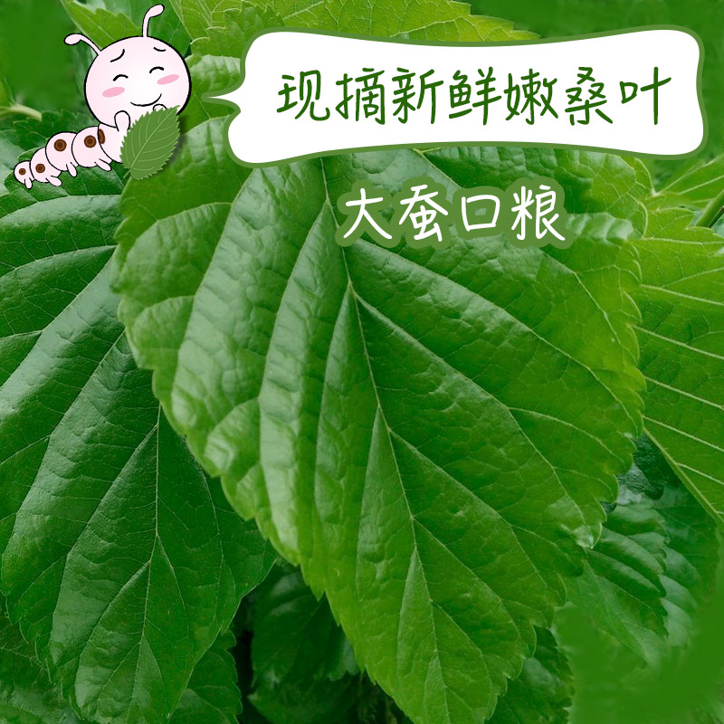 新鲜桑叶蚕宝宝套装饲料口粮大蚕幼蚕桑叶现摘营养叶大桑叶春蚕叶 宠物/宠物食品及用品 蚕宝宝 原图主图