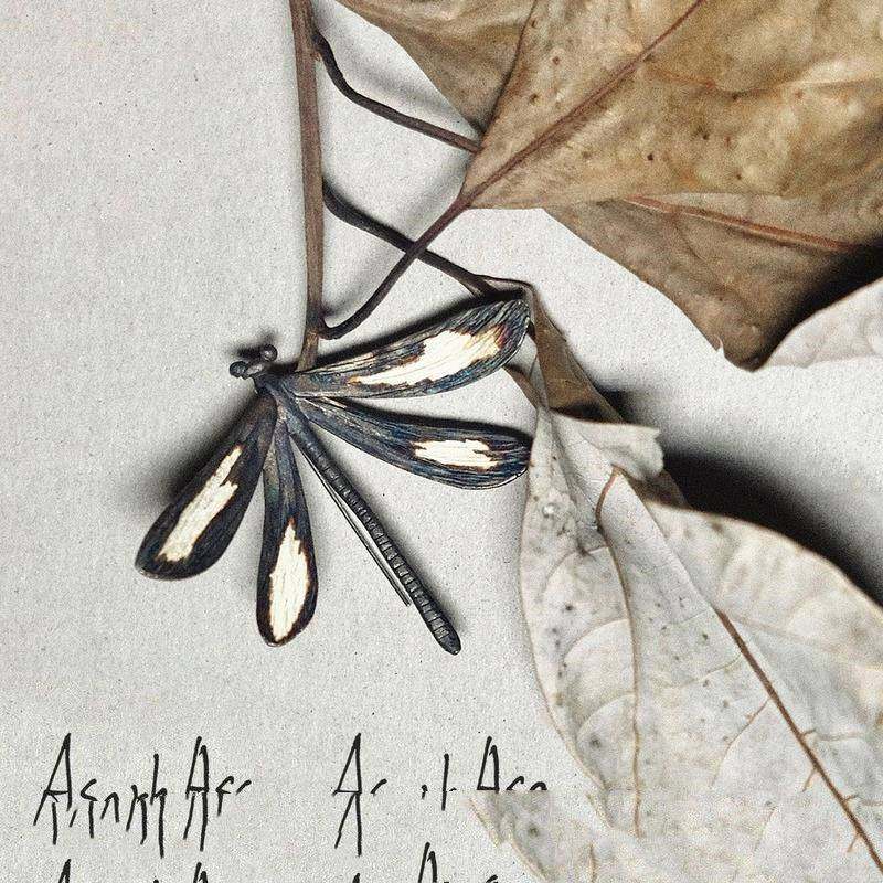 原创设计AsarhAsa 灼烧 蜻蜓暗黑耳环女高级感耳饰