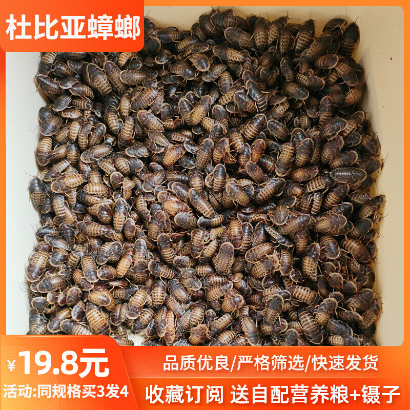 杜比亚蟑螂活虫爬宠活体饲料鬃狮蜥守宫龙鱼鸟类活饵成体繁殖组