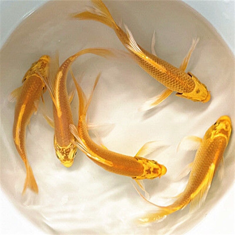 金鱼活鱼黄金锦鲤鱼招财风水鱼龙凤锦鲤好养耐活冷水观赏鱼特惠价
