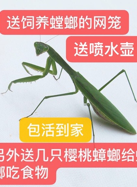 中华大刀螳螂圆盾螳螂兰花幽灵广斧活体宠物卵夹爬宠虫活体