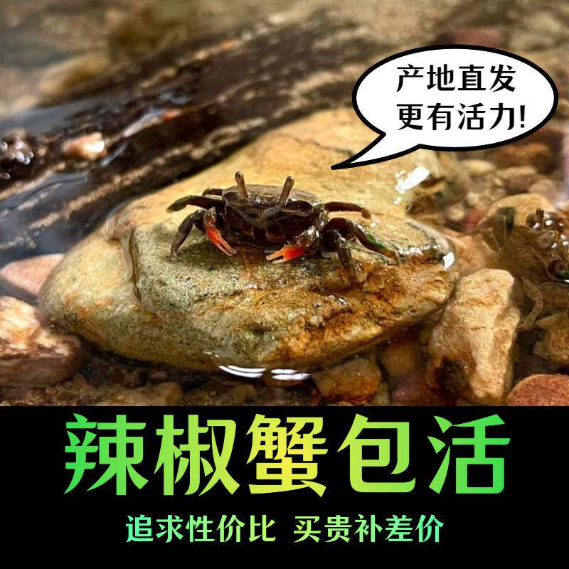 活体宠物螃蟹迷你辣椒蟹深水观赏蟹吃虫除藻淡水蟹鱼缸爬宠豆豆蟹
