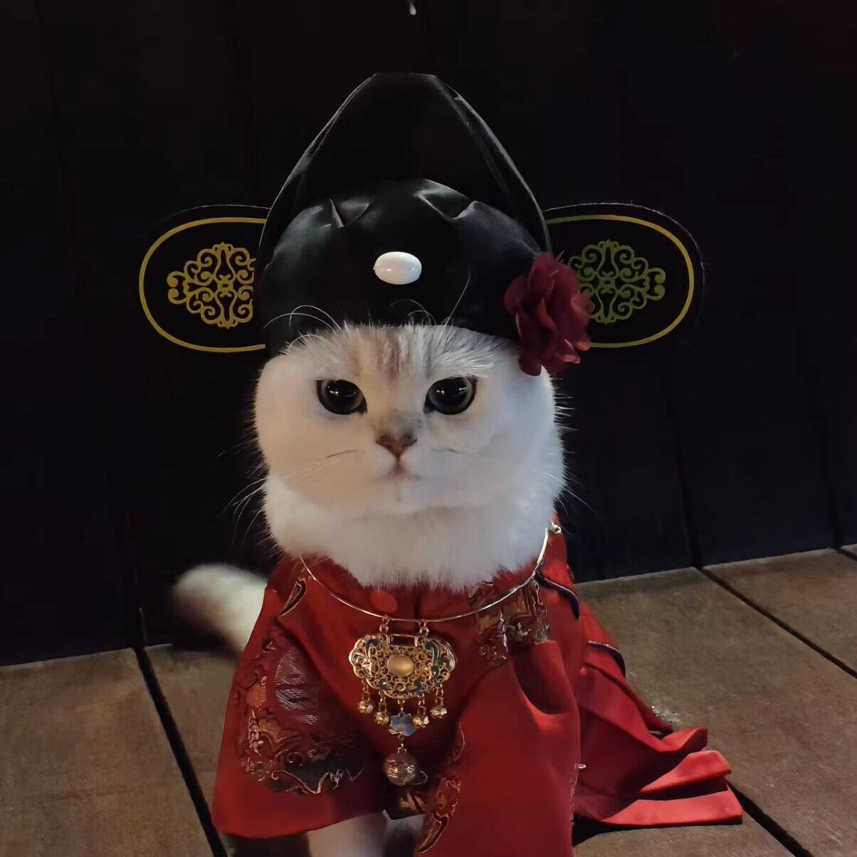 【女状元！】猫咪帽子宠物中式花朵官帽状元郎变装秀创意拍照道具