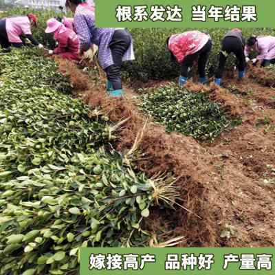 油茶苗长林高产嫁接油茶树苗山茶油树苗茶子苗杂交茶树苗白花大果