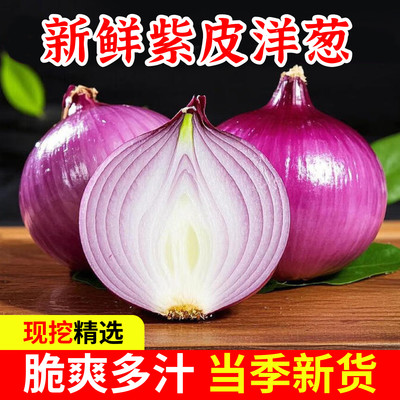 正宗云南水果紫皮洋葱5斤新鲜甜味生吃圆葱小洋葱头大葱头蔬菜葱