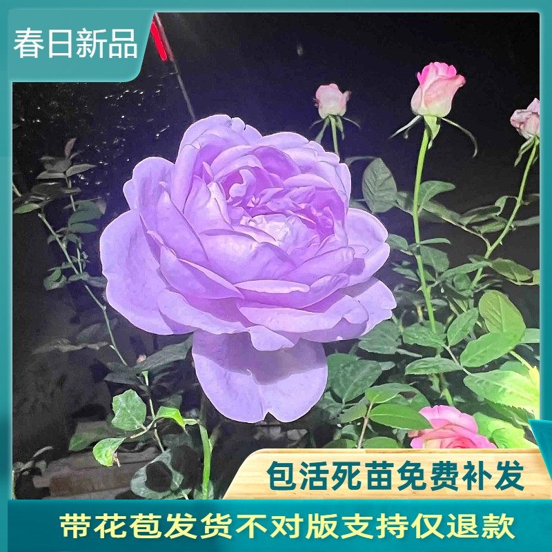 蓝色风暴浓香灌木月季盆栽四季开花阳台庭院盆栽苗天狼有点蓝紫色,鲜花速递/花卉仿真/绿植园艺,月季/蔷薇/玫瑰,淘宝优惠券,粉丝福利购,淘宝优惠卷