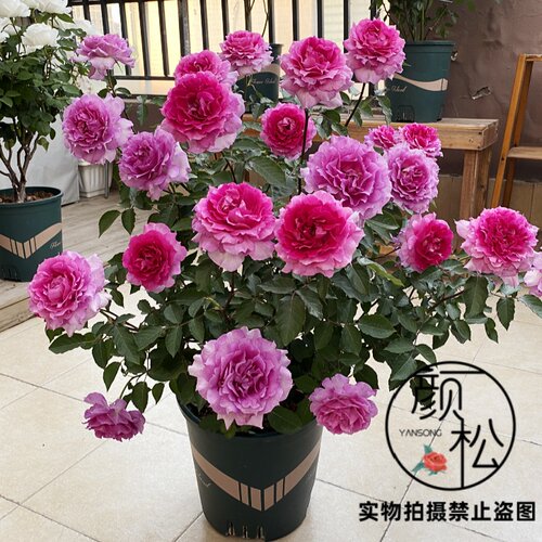 天方夜谭灌木多头大花浓香无刺