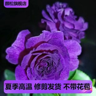 比利时大花浓香月季花苗蓝紫浓香玫瑰阳台花园花卉绿植盆栽密涅瓦