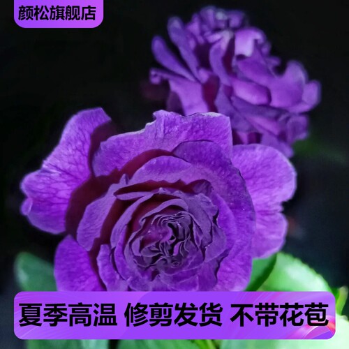 比利时大花浓香多头强抗病四季开