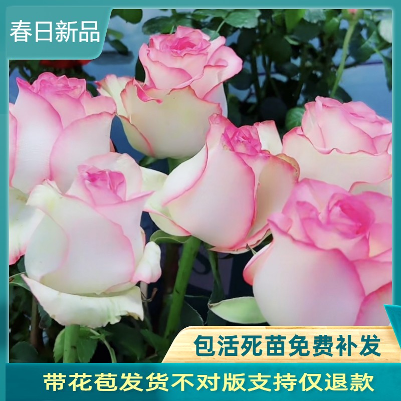 灌木切花月季爱莎/艾莎玫瑰花苗高酒杯花型抗病好养庭院玫瑰盆栽