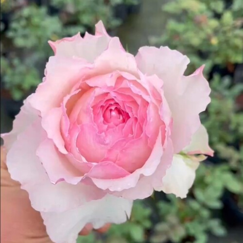 颜松佩尔朱克月季超级大花浓香