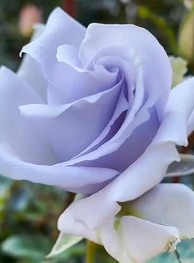 蓝色格劳恩 大地之蓝 灌木月季大苗浓香大花四季开花阳台庭院盆栽