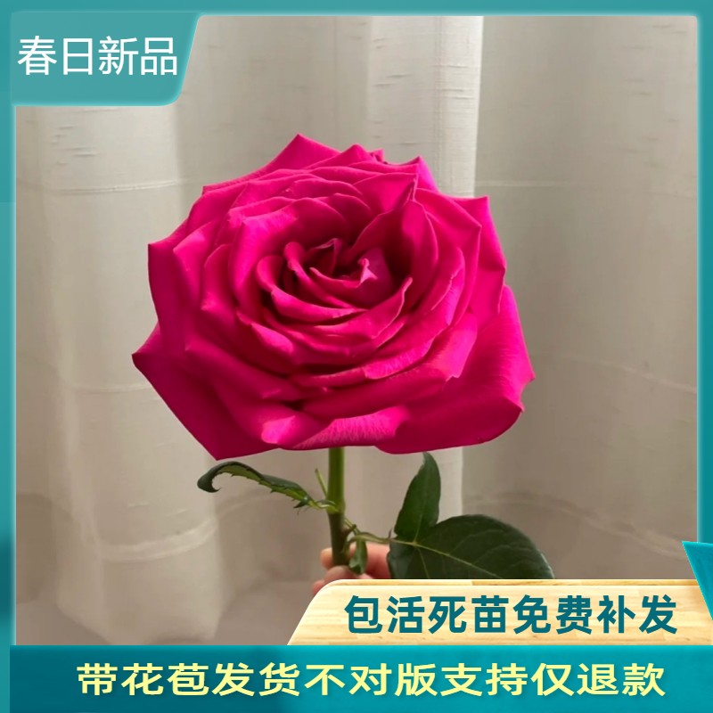 弗洛伊德月季盆栽花苗浓香超大花