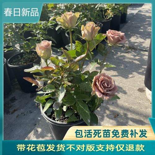 失忆切花月季复古色茶香