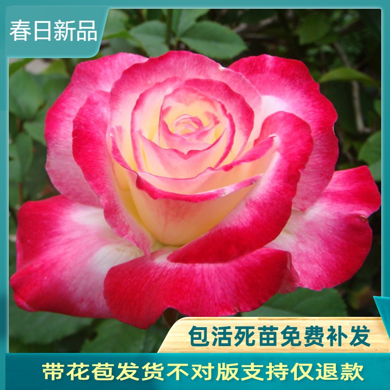 红双喜浓香大花经典热销品种