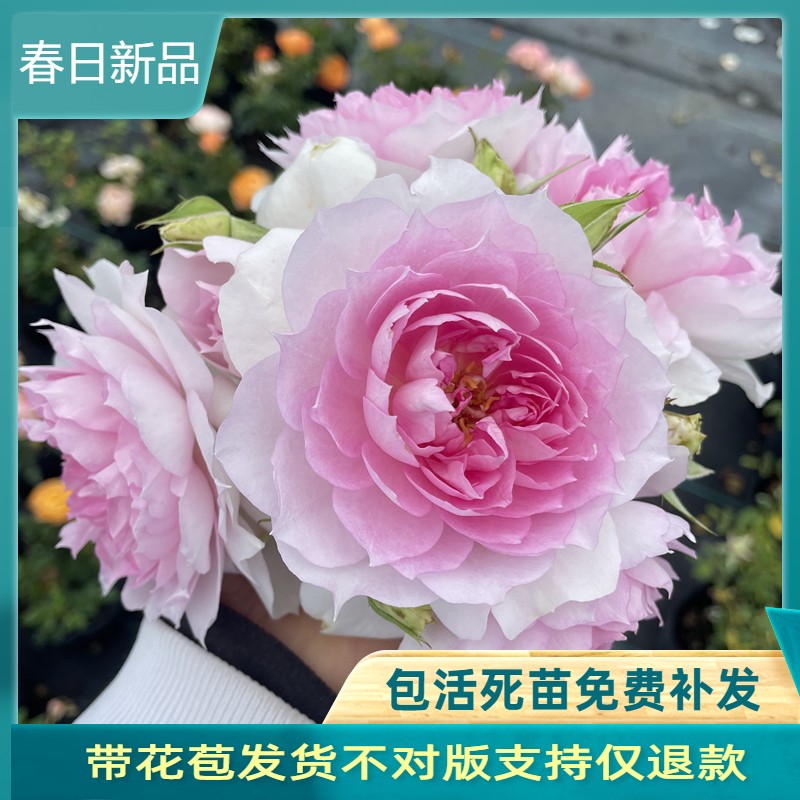 颜松夏利玛河本月季多头浓香