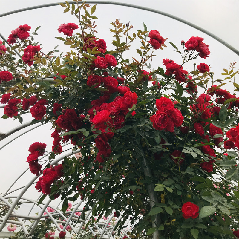 木香花爬藤植物七里香花量大图片