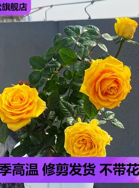 苏格兰黄油玫瑰花盆栽切花月季花苗阳台庭院金黄色大花玫瑰四季开