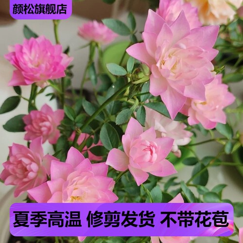 天荷繁星月季花苗四季开花盆栽