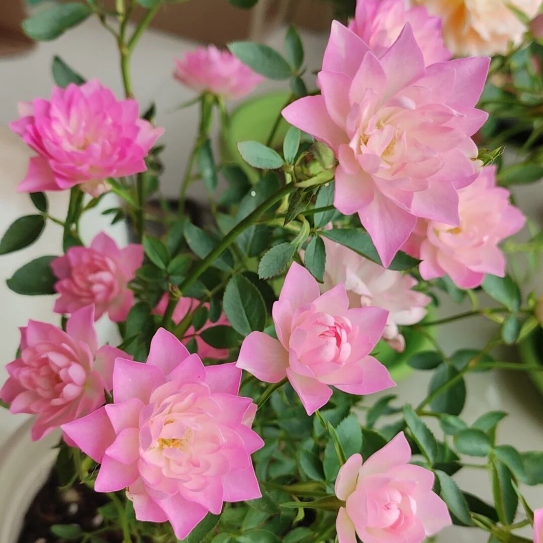 天荷繁星月季花苗开花粉玫瑰花室内阳台盆栽四季好养花卉阳台种植
