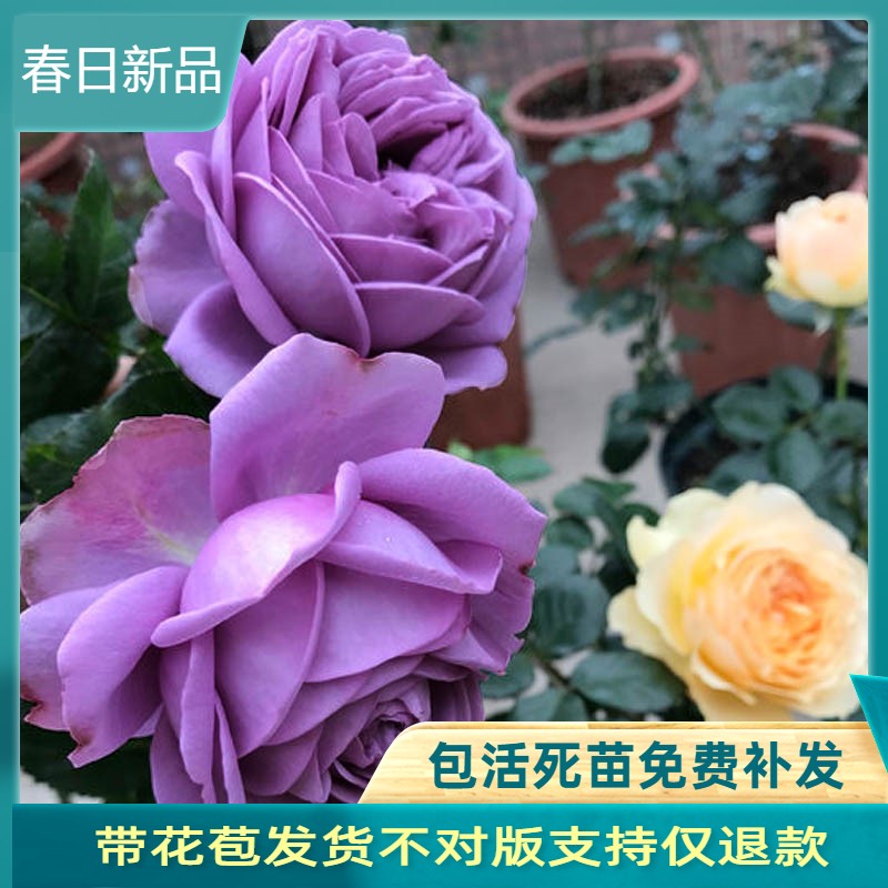 微蓝蓝紫色耐晒耐热大花浓香