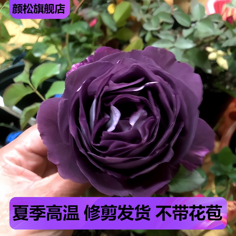 哈德斯菲尔德●合唱团 烟紫色转粉渐变多头大花浓香型大灌木月季