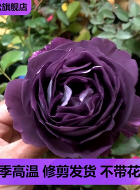 阳台蓝紫色大花浓香月季花苗