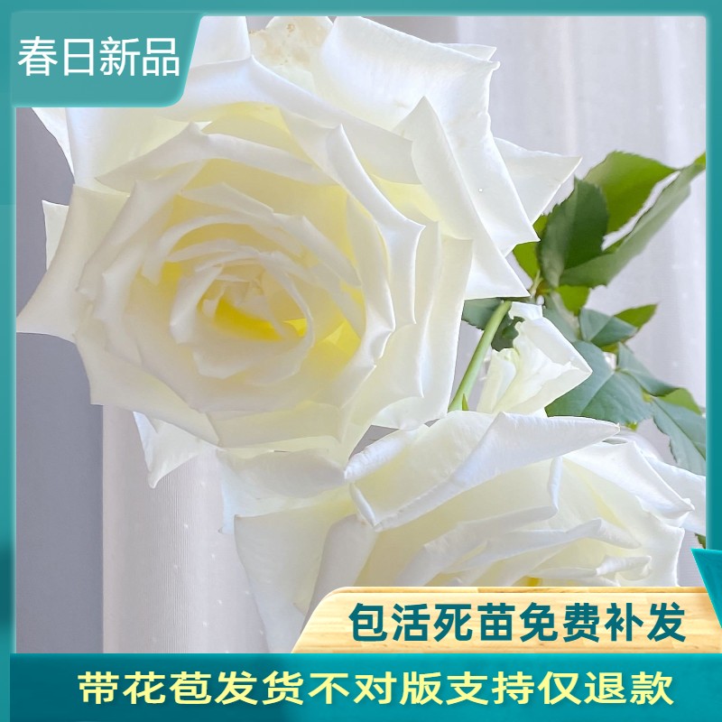 保罗二世切花月季白色大花浓香型