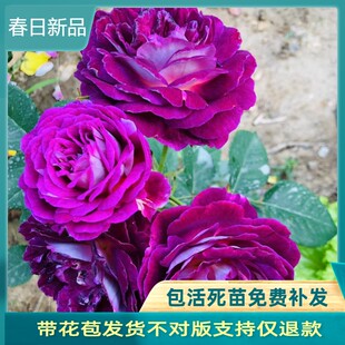 哈德斯菲尔德合唱团 月季花苗大花浓香多变色灌木丰花院阳台盆栽