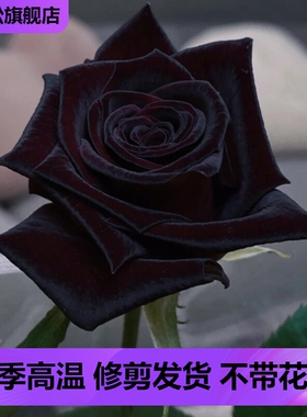 黑巴克玫瑰月季花大苗丝绒质感强暗红色四季开阳台庭院花卉绿植物