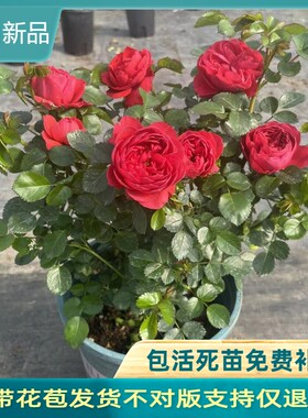 红色果汁阳台月季花苗盆栽花卉四季开花庭院大花玫瑰香奈儿绿植物
