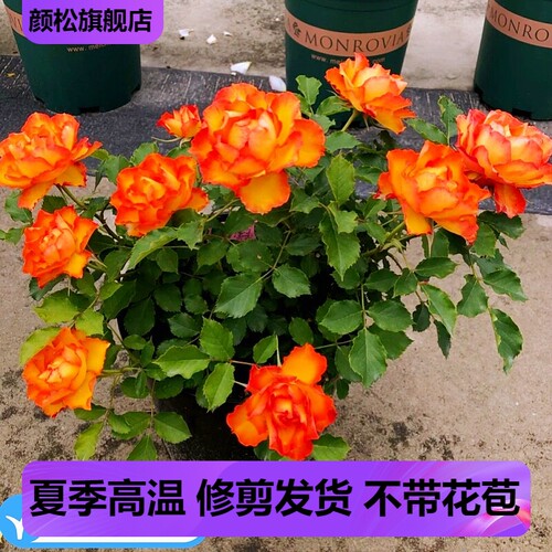 火焰月季花苗四季开花单朵花期长