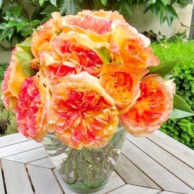 戴尔巴德新品月季花苗橘子酱灌木大花浓香四季开花抗病强勤花植物