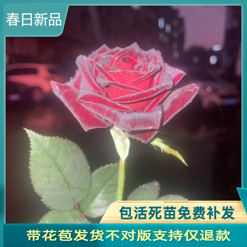 黑巴克正版月季玫瑰花苗盆栽紫黑色大花丝绒质感阳台月季花苗花卉