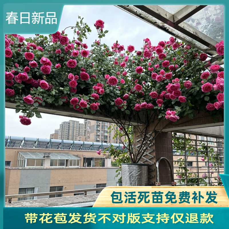 蔷薇大游行欧月大花浓香四季开花月季花苗爬藤月季花苗 藤本月季