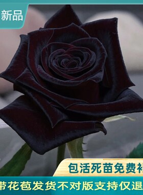 黑巴克玫瑰月季花大苗丝绒质感强暗红色四季开阳台庭院花卉绿植物