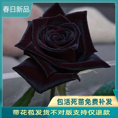 黑巴克月季丝绒质感四季开花
