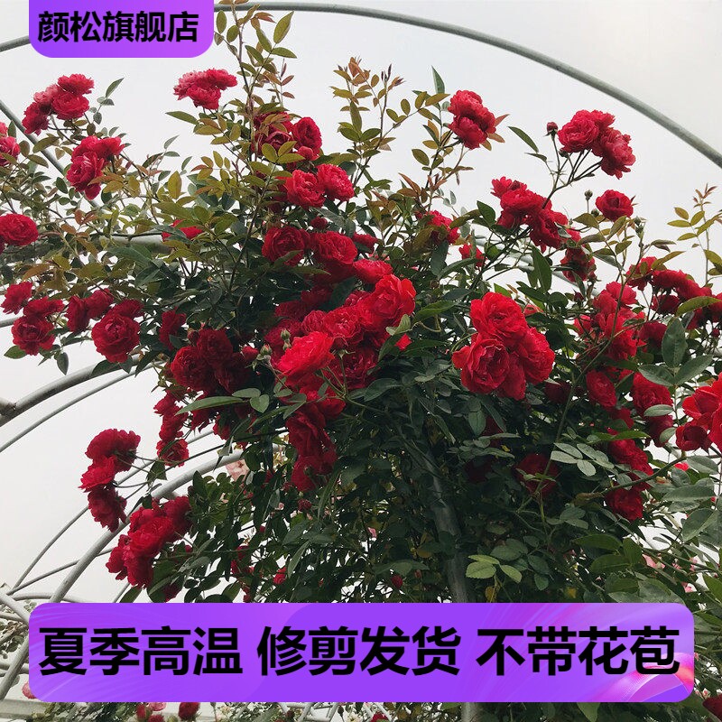 木香花爬藤植物七里香花量大图片