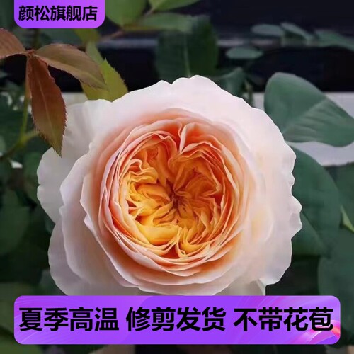 切花朱丽叶浓香大花四季开花好养