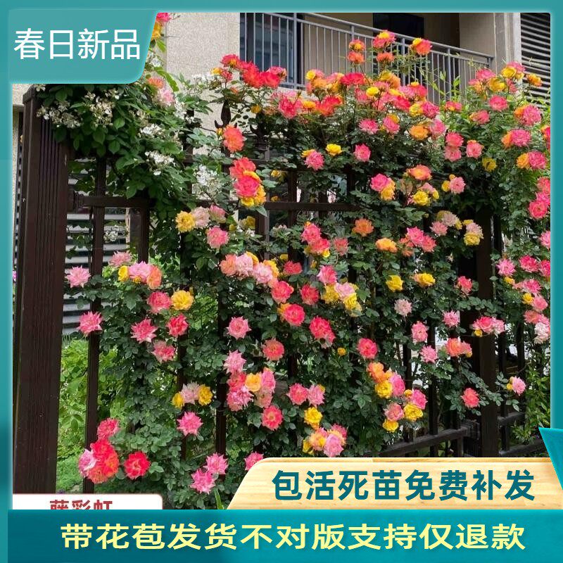 藤彩虹月季花苗欧月藤本大花爬藤植物多次开花庭院攀援蔷薇花卉