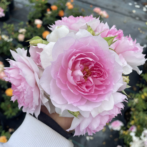 颜松夏利玛河本月季多头浓香