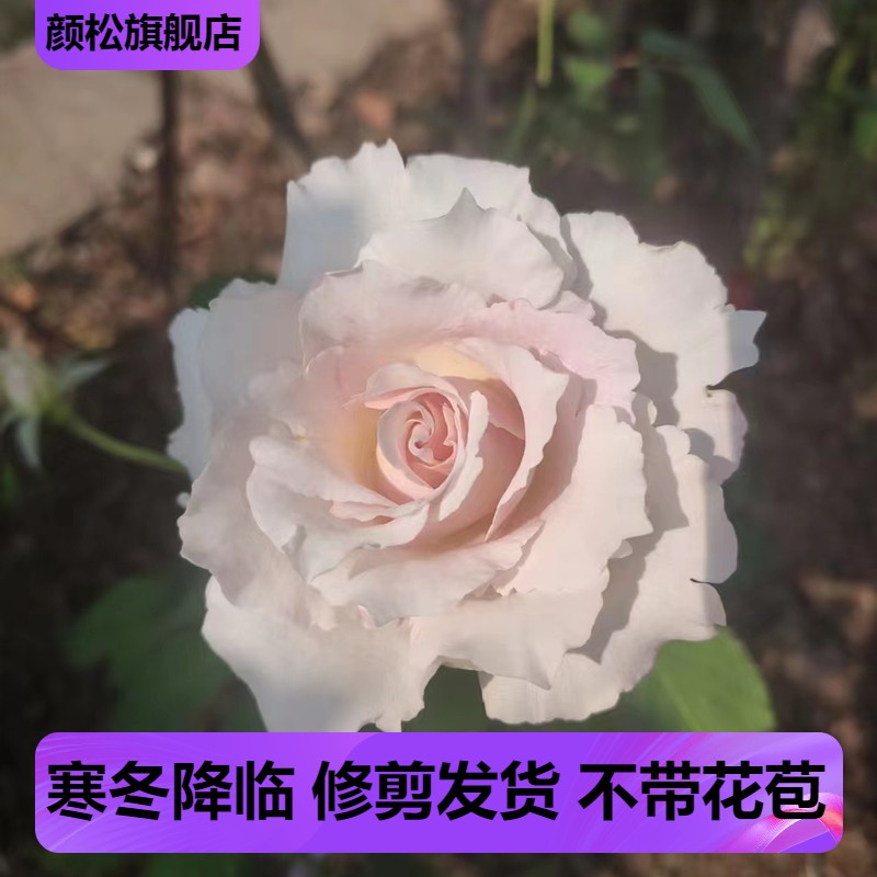 河本新品 萨菲/莎菲天使月季长势快 勤花 花径大 多季节重复开花