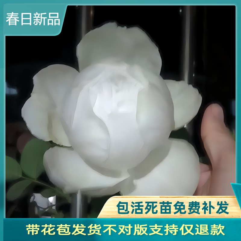 灌木婚礼之路大花浓香多季节开花