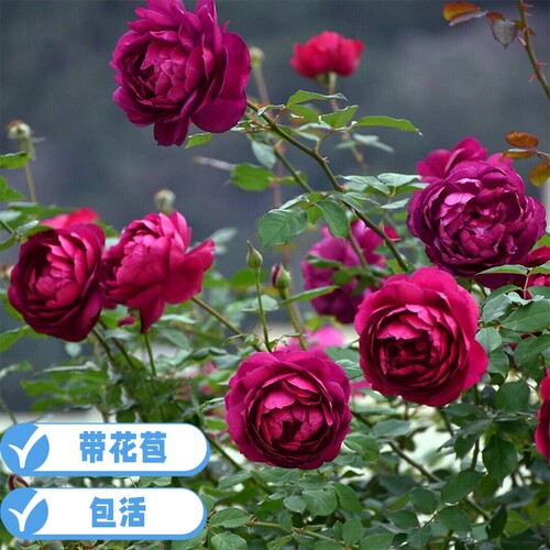 秋日胭脂香气扑鼻灌木月季