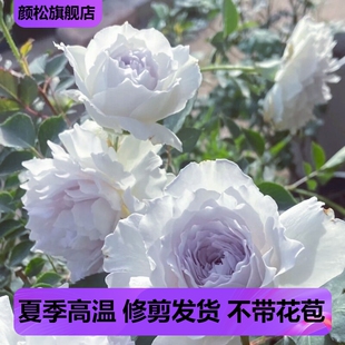 加百列大天使月季花苗四季浓香大花庭院阳台花卉植物玫瑰盆栽天狼
