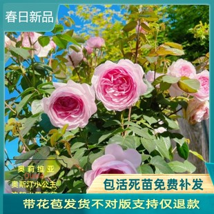 奥莉薇亚oliva奥斯汀玫瑰月季 开花阳台庭院 花苗大花浓香多头四季