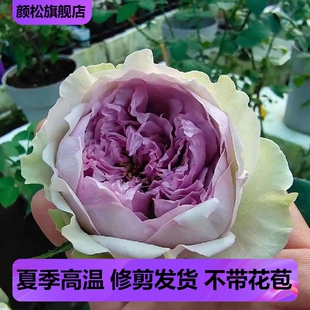 河本新品蓝月石月季花苗灌木多季浓香庭院花园盆栽花卉